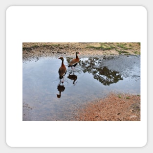 ducks in the park photograph Sticker